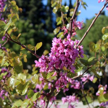 Árbol del amor - Cercis siliquastrum