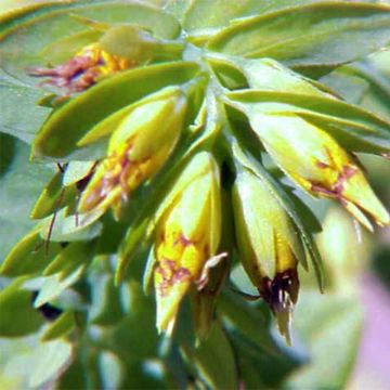 Cerinthe glabra - Ceriflor