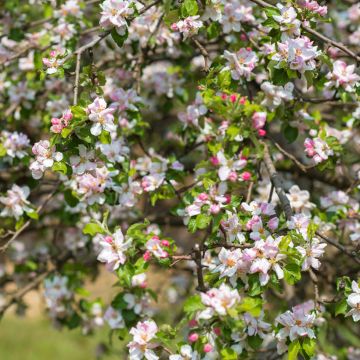 Prunus cerasifera - Ciruelo de jardín