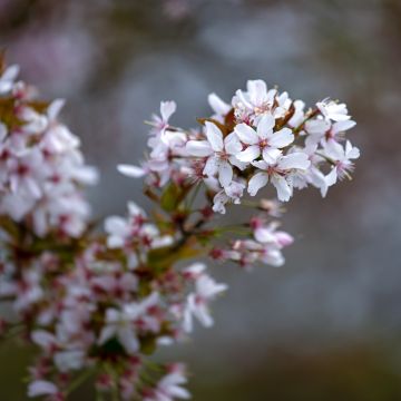 Cerezo de flor Pandora