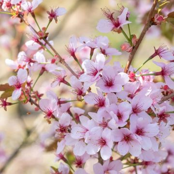 Prunus hillieri Spire