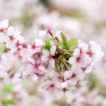 Prunus nipponica var. kurilensis Brillant