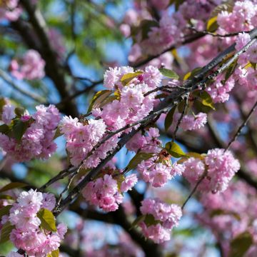 Cerezo japonés Pink Perfection - Prunus serrulata