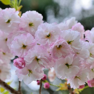 Cerezo japonés Shirofugen - Prunus serrulata