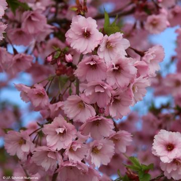 Cerezo de flor First Blush