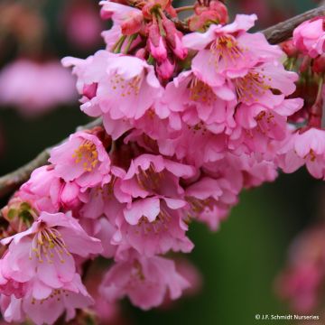 Cerezo de flor Pink Cascade