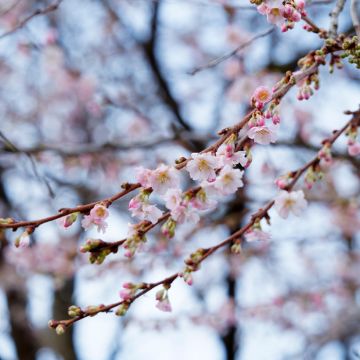 Cerezo de flor Autumnalis Rosea