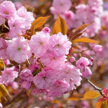 Cerezo japonés Kanzan - Prunus serrulata