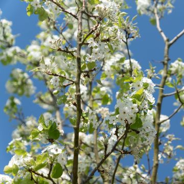 Cerezo japonés Sunset Boulevard - Prunus serrulata