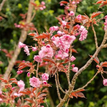 Cerezo japonés Royal Burgundy - Prunus serrulata