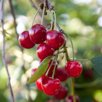 Guinda enana Griotella Frumi