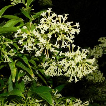 Cestrum nocturnum - Dama de noche