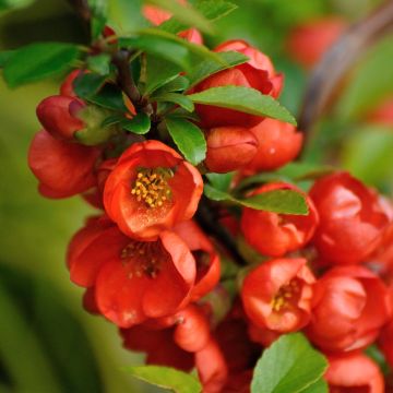 Chaenomeles japonica Orange Beauty - Membrillero de flor