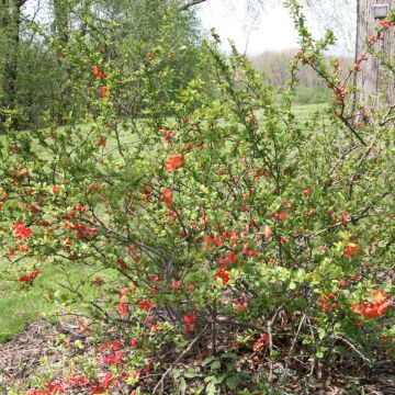 Membrillero del Japón Clementine - Chaenomeles speciosa