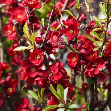 Membrillero del Japón Hollandia - Chaenomeles superba