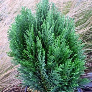 Chamaecyparis lawsoniana Minima Glauca