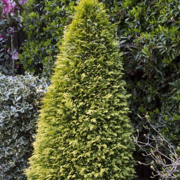 Chamaecyparis lawsoniana Stardust