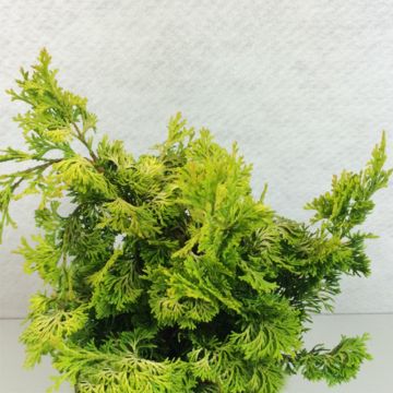 Chamaecyparis obtusa Aurea - Ciprés hinoki