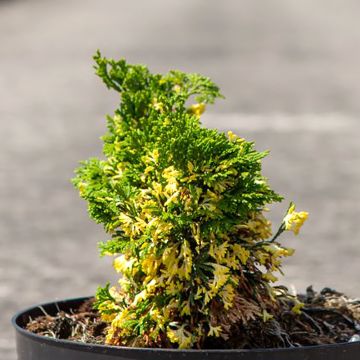 Chamaecyparis obtusa Baldwin Variegated - Ciprés hinoki