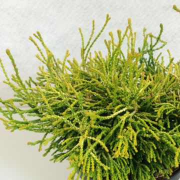 Chamaecyparis obtusa Gitte - Ciprés hinoki