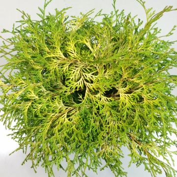 Chamaecyparis obtusa Kamarachiba - Ciprés hinoki