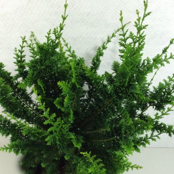 Chamaecyparis obtusa Teddy Bear - Ciprés hinoki