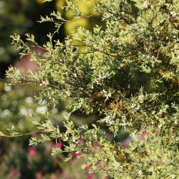 Chamaecyparis thyoides Andelyensis - Falso ciprés