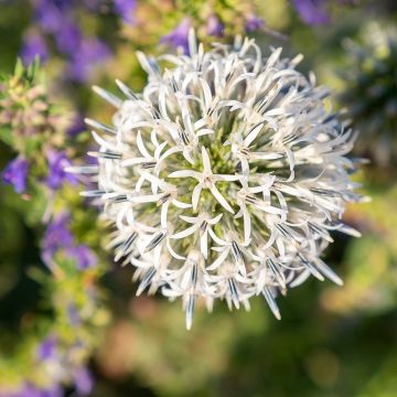 Echinops sphaerocephalum Arctic Glow - Cardo cabezón