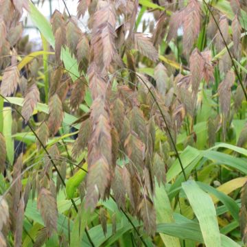 Chasmanthium latifolium - Avena de río