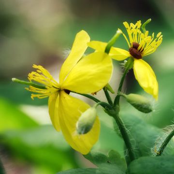 Celidonia mayor - Chelidonium majus