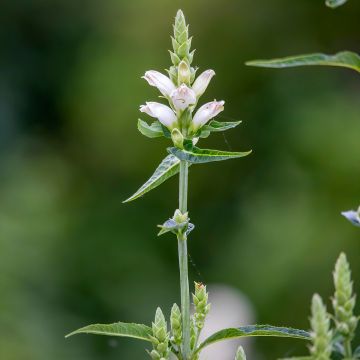 Chelone glabra - Cabeza de tortuga