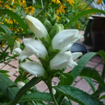 Chelona obliqua Alba