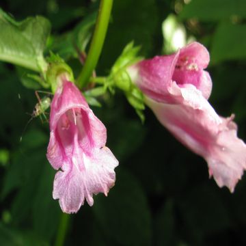 Chelonopsis moschata