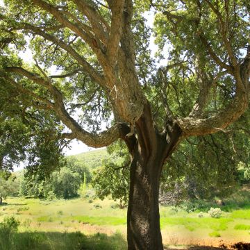 Quercus suber - Alcornoque