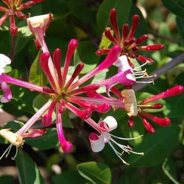 Madreselva de jardín - Lonicera japonica Red World