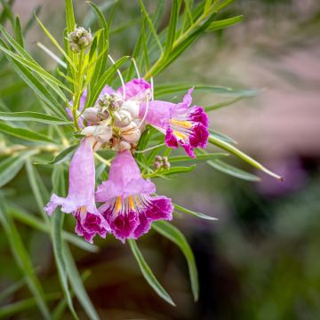 Chilopsis linearis - Sauce del desierto