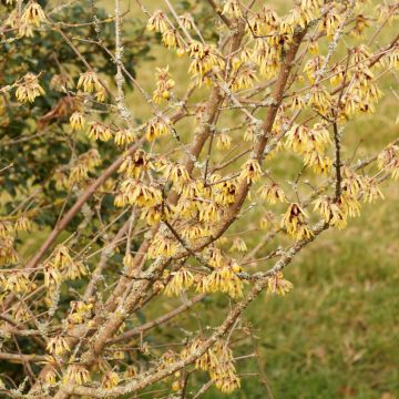 Chimonanthus praecox Grandiflorus - Macasar