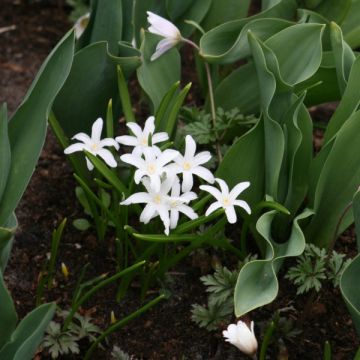 Gloria de la nieves - Chionodoxa luciliae Alba