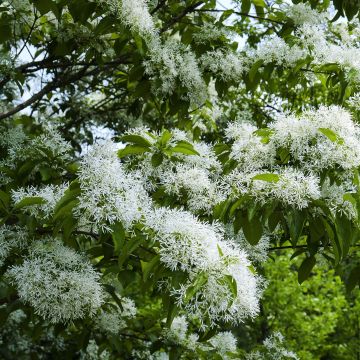 Chionanthus retusus - Árbol de la nieve chino