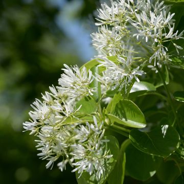 Chionanthus retusus - Árbol de la nieve chino