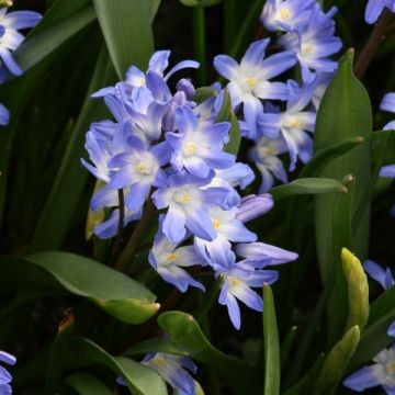 Chionodoxa forbesii Blue Giant - Gloria de la nieve