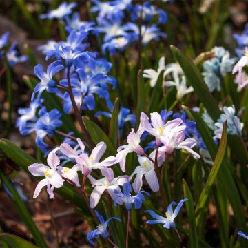 Gloria de la nieve - Chionodoxa forbesii Mix