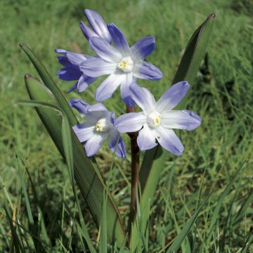 Gloria de la nieves - Chionodoxa luciliae