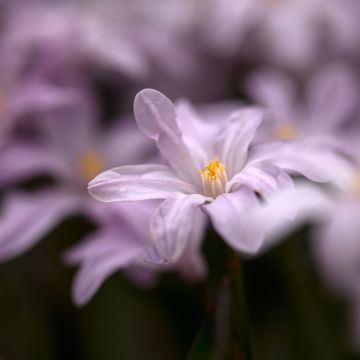 Chionodoxa luciliae Rosy Queen - Gloire des Neiges