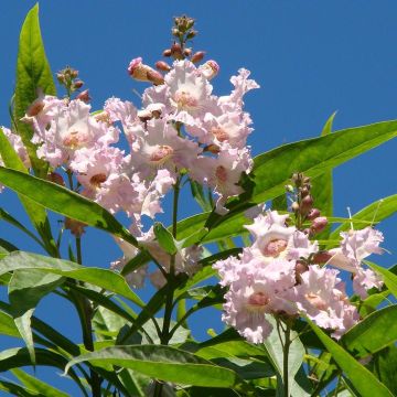 Chitalpa tashkentensis Summer Bells