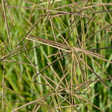 Chloris distichophylla - Hierba Rhodes