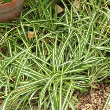 Chlorophytum nepalense - Clorofito