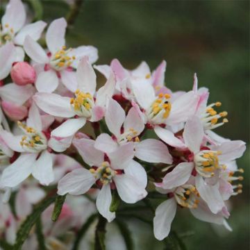 Naranjo de Méjico - Choisya ternata Apple Blossom