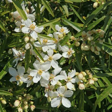 Naranjo de Méjico - Choisya White Dazzler