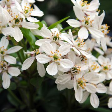 Naranjo de Méjico - Choisya ternata